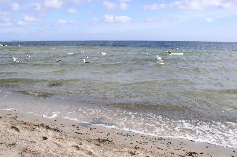 Möwen schwimmen im Meer